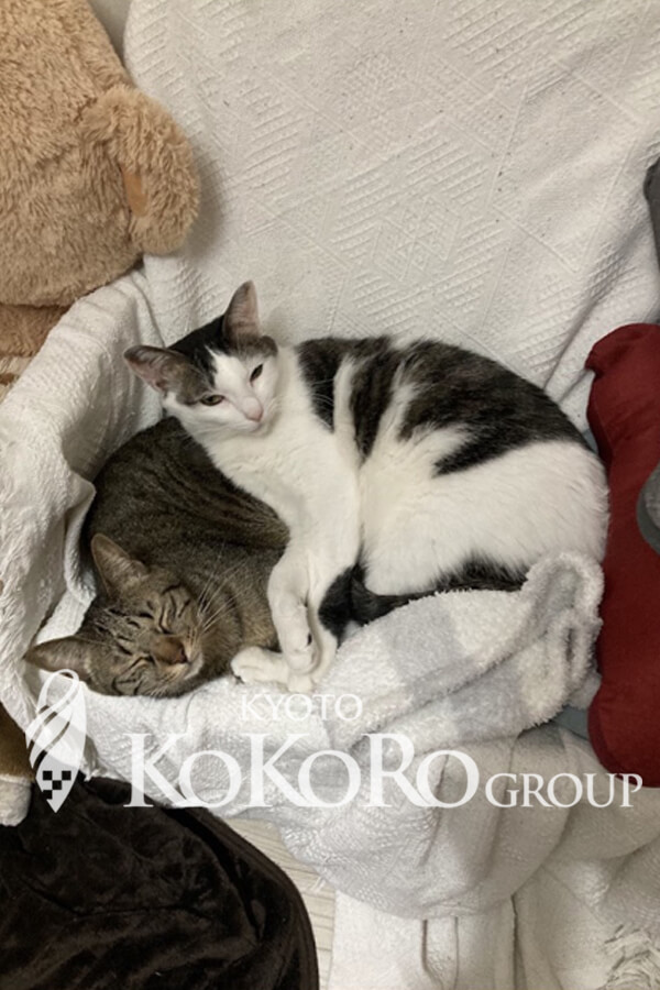 ねこにっき